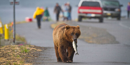 Alaska Road Trips: The Ultimate Guide to Driving in Alaska Alaska Road Trips: The Ultimate Guide to Driving in Alaska