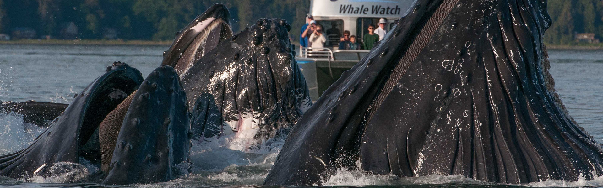 Alaska Shore Excursions | Alaska Day Tours Alaska Shore Excursions | Alaska Day Tours