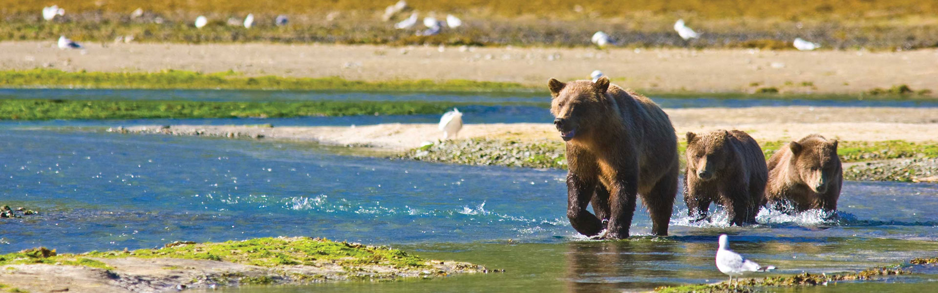 Alaska Wildlife Tours