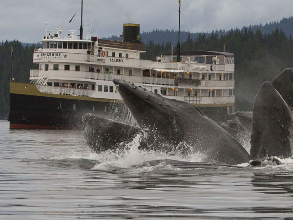 Get Up Close and Personal on an Alaska Small Ship Cruise