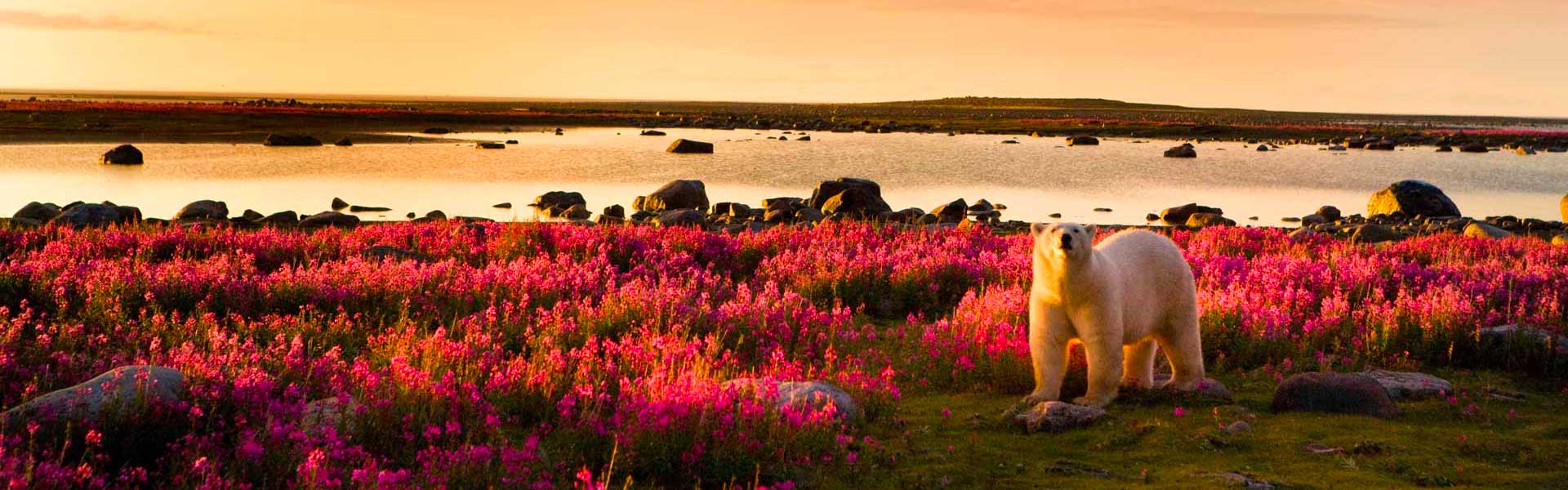 Arctic Polar Bears & Beluga Whales Tours