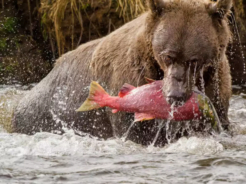 Favorite Bay Lodge Alaska Wilderness Lodge 2