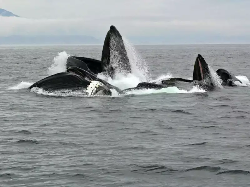 Glacier Bay Alaska 3 Day Package Bear Track Inn 2