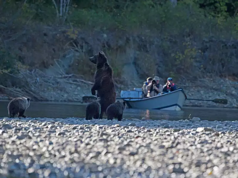 Tweedsmuir Park Lodge Grizzly Bear Safari 1